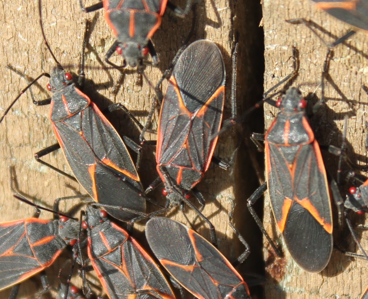 Boxelder bug