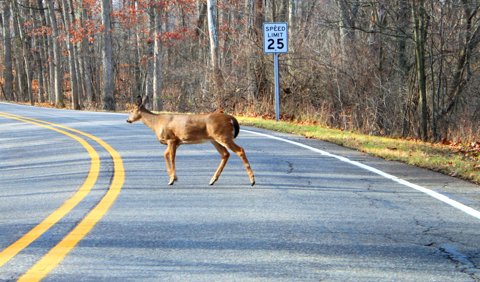 Deer