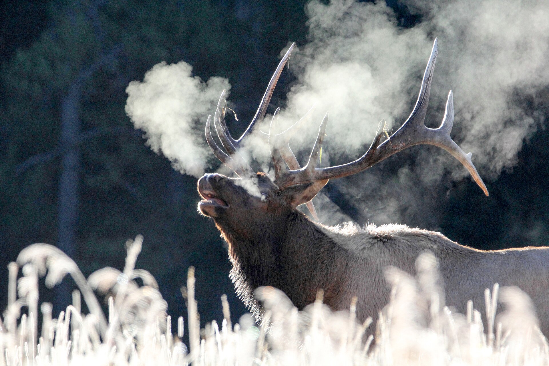 Elk
