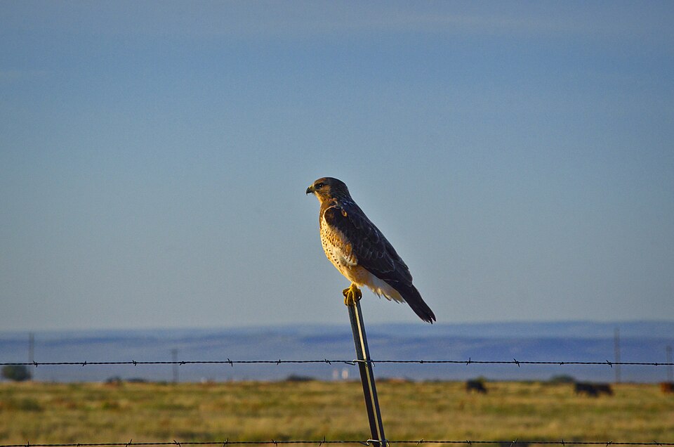 Swainson's hawk