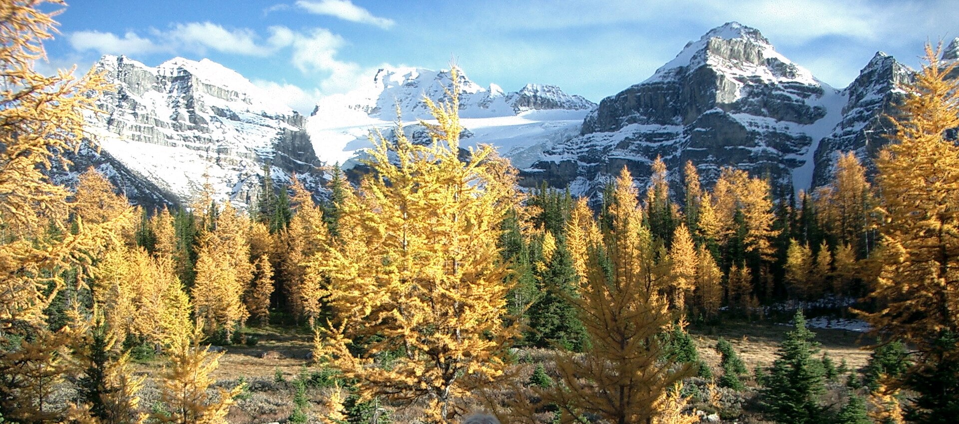 Subalpine larch