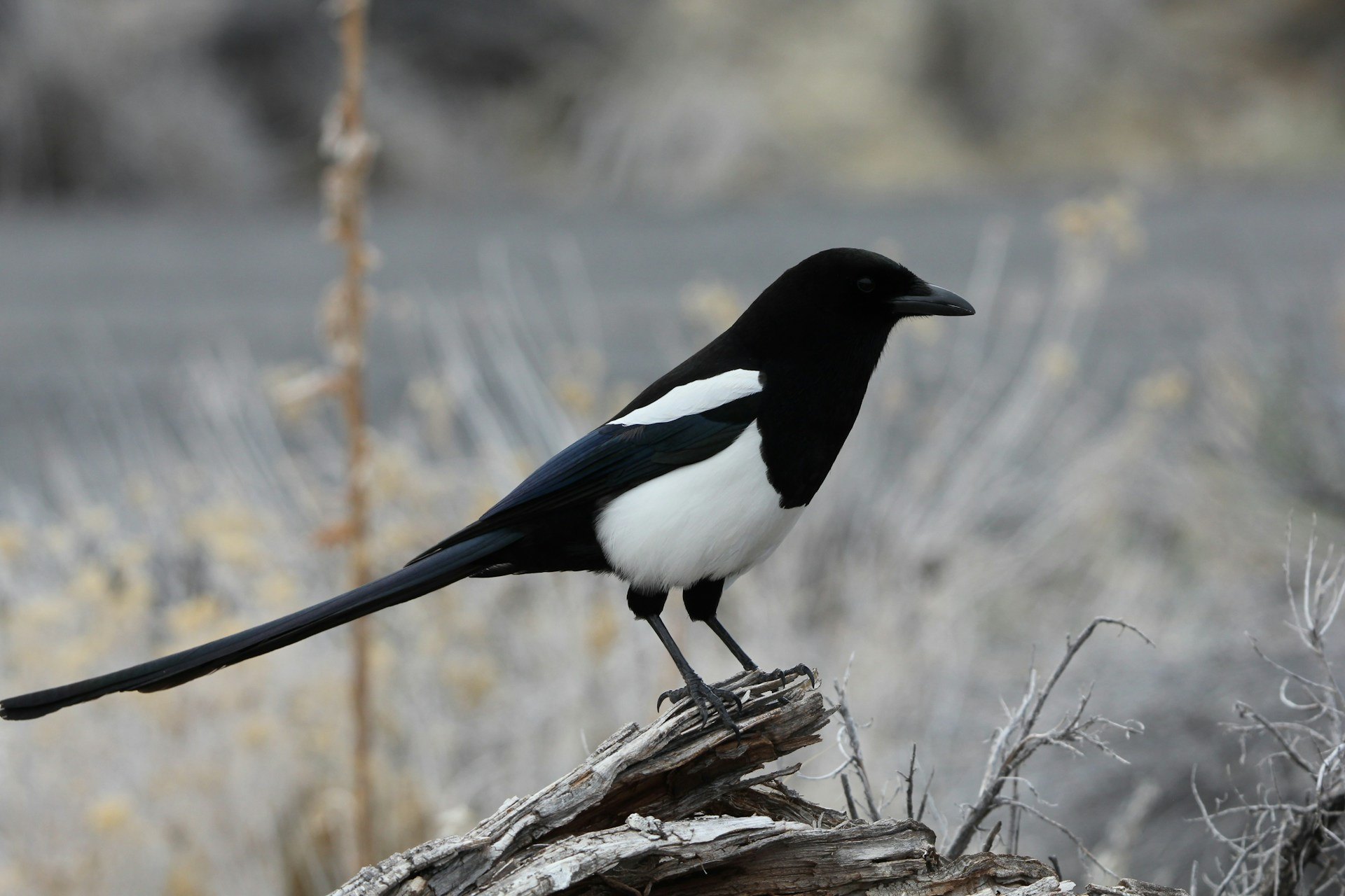 Black-billed magpie
