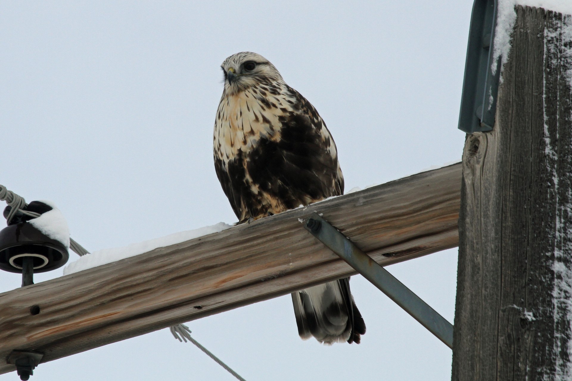 Rough-legged hawk