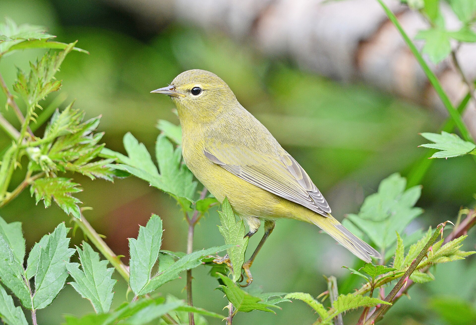Warblers