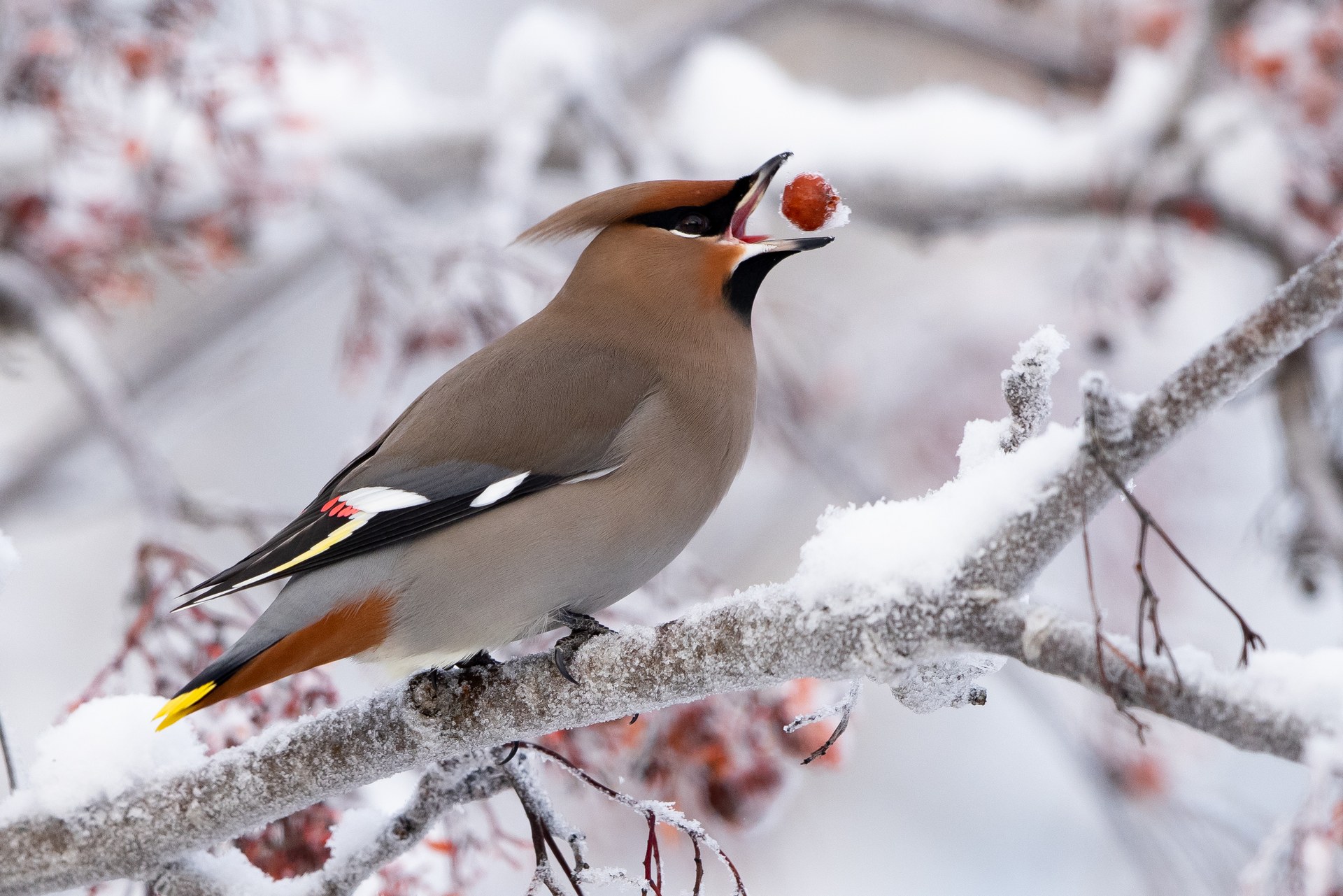 Bohemian waxwing